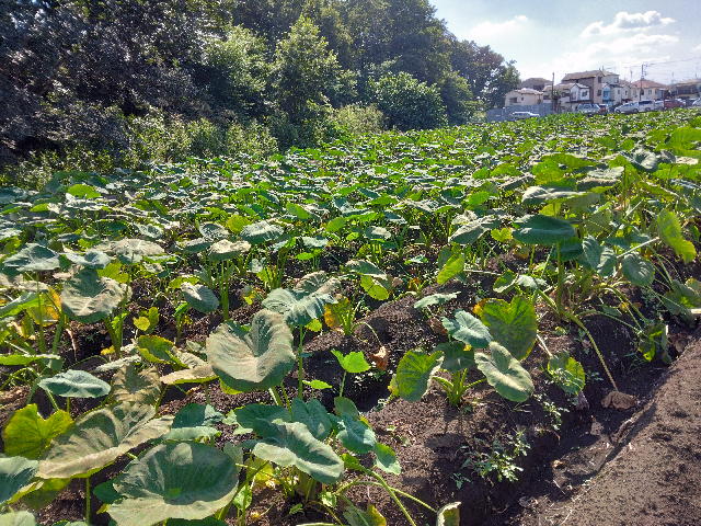 収穫前の里芋畑です。